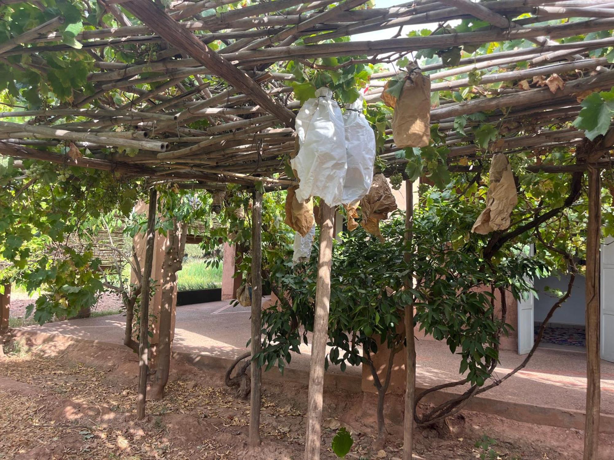 El Harkat La Ferme Berbere Adult Only Bed & Breakfast エクステリア 写真